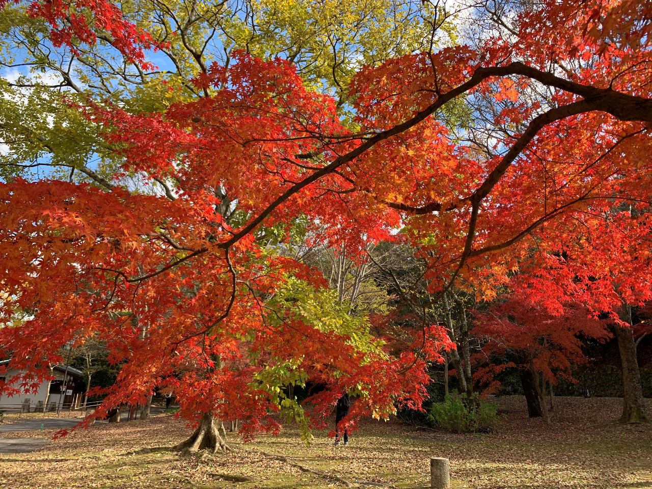 {cA[̃L[[h́A{ŌẨ̏WEutWvI@tWɂ́A򒹂̉tEgtr񂾉̂cĂ܂B