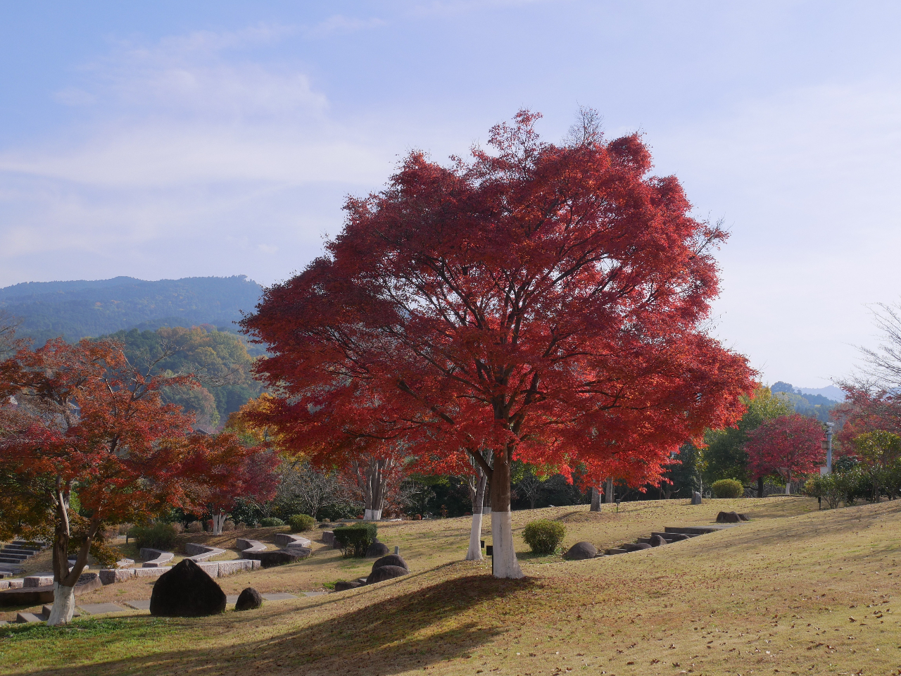 Ê~uW]䂩̔򒹂̕iA܂mĂȂgtX|bgAt̐AHɂēBH̔򒹂Ղ薞i܂傤B