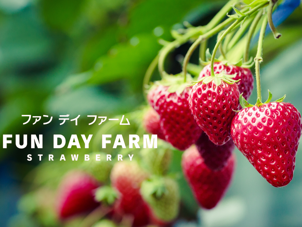 【いちご狩り+フリードリンク付き】昼のいちご狩りをNew Open!6品種のいち...