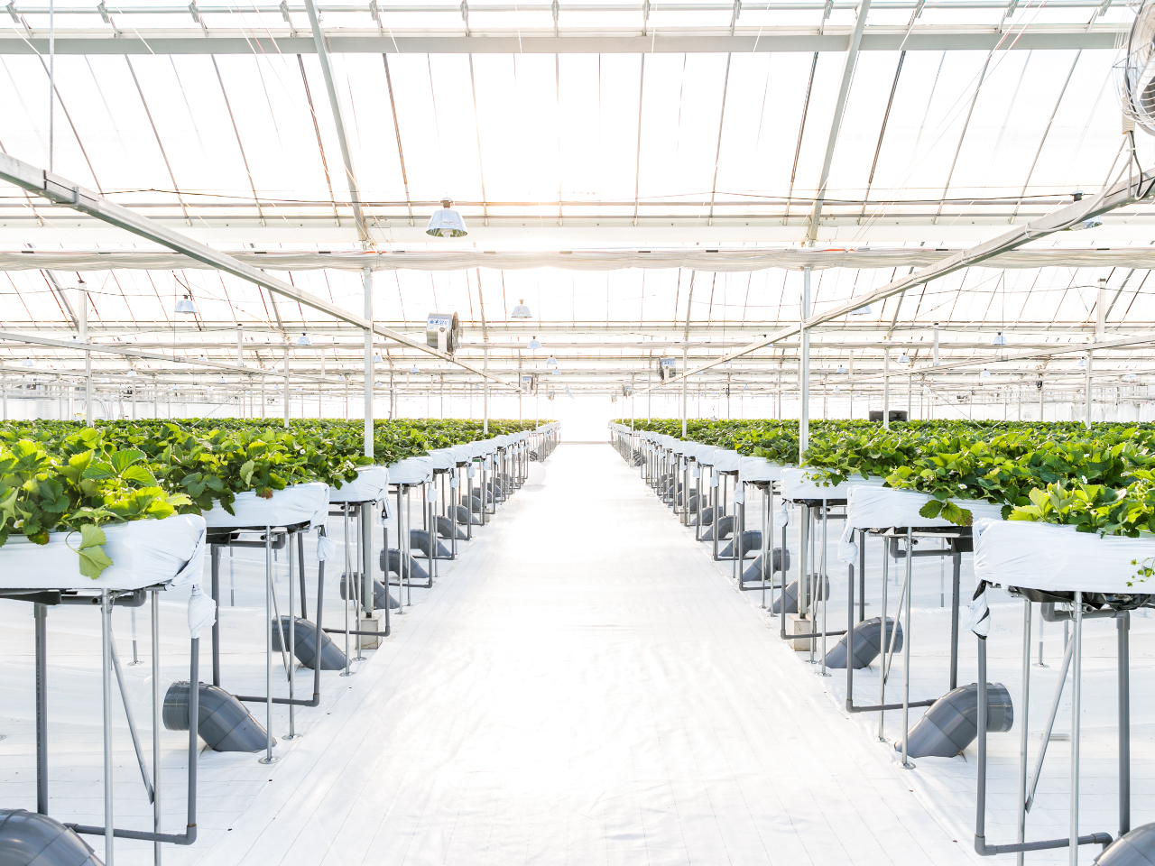 ���͗D��ɂ��������̌��I�C�̗����ւ������Ă��������̂Ńn�E�X���������I�I