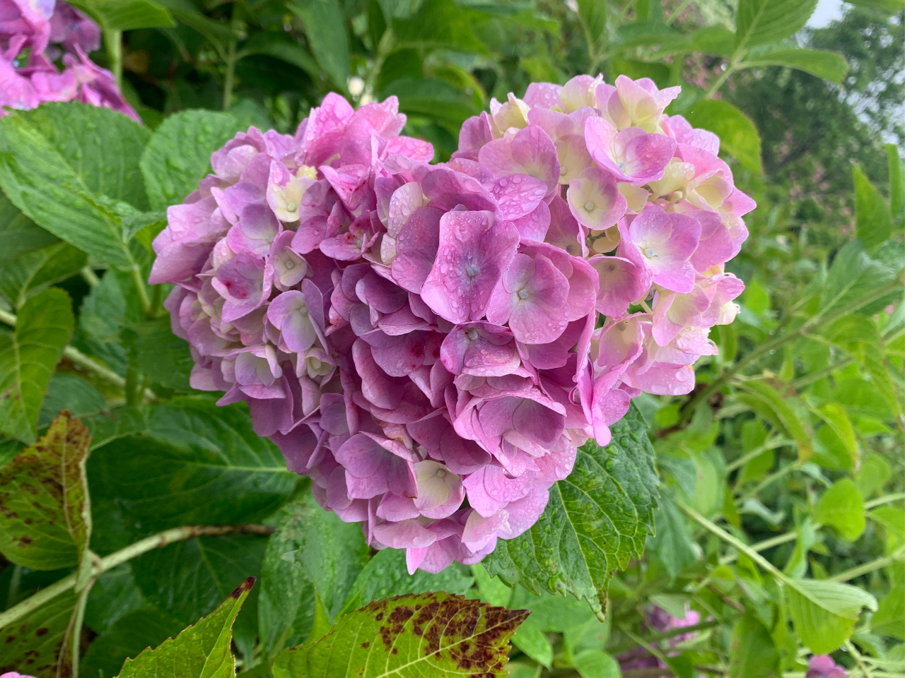 三重県津市・かざはやの里】◇2026年紫陽花まつり◇日本一美しいと言