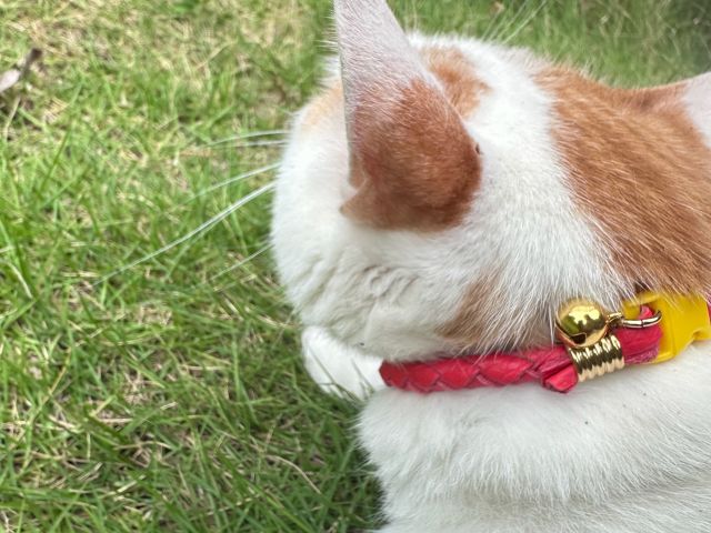 ペット用首輪(ねこ)