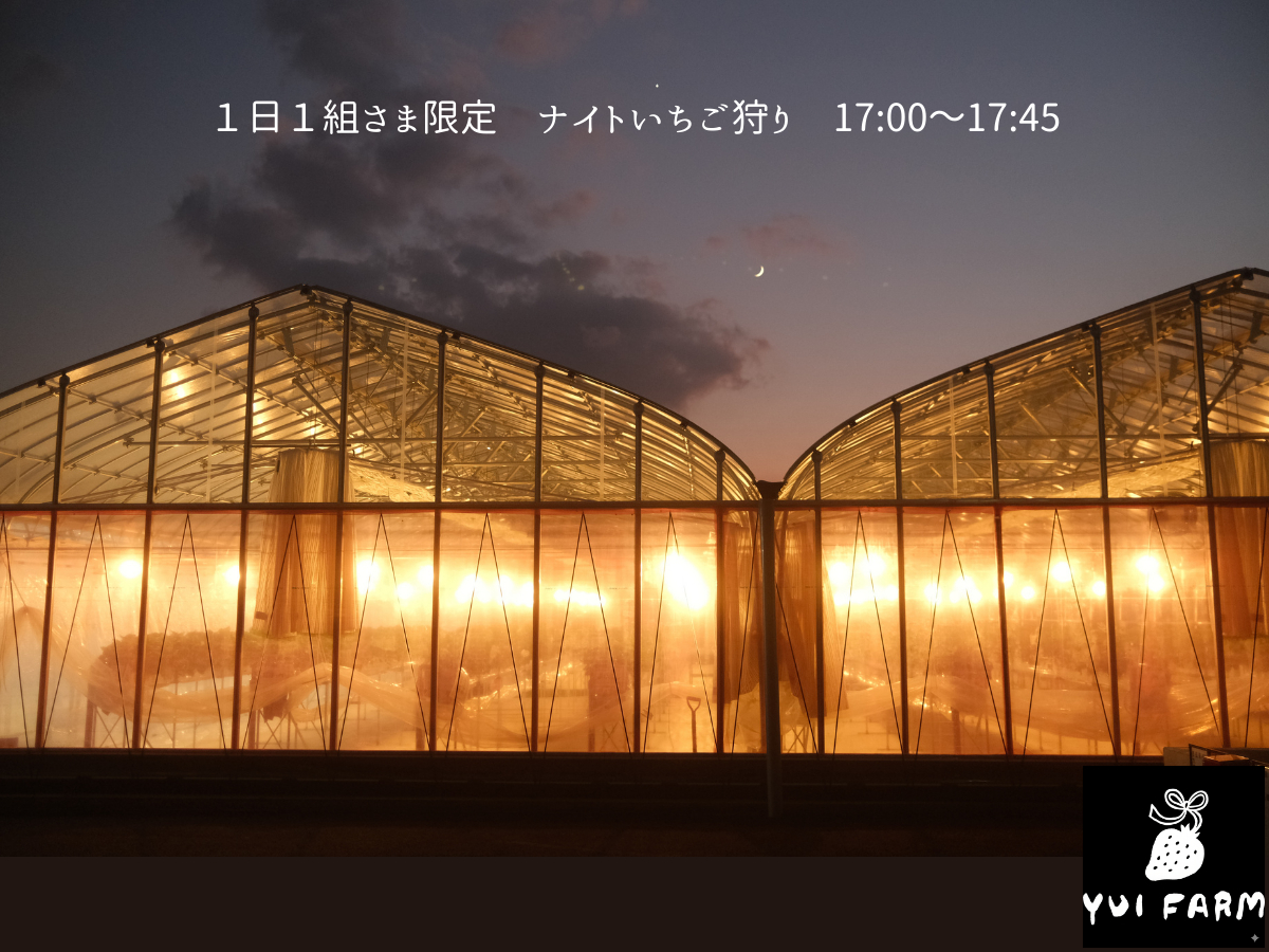 1/4~3/31ナイトいちご狩り!千葉県市原市草刈(京成ちはら台駅徒歩15分)イ...