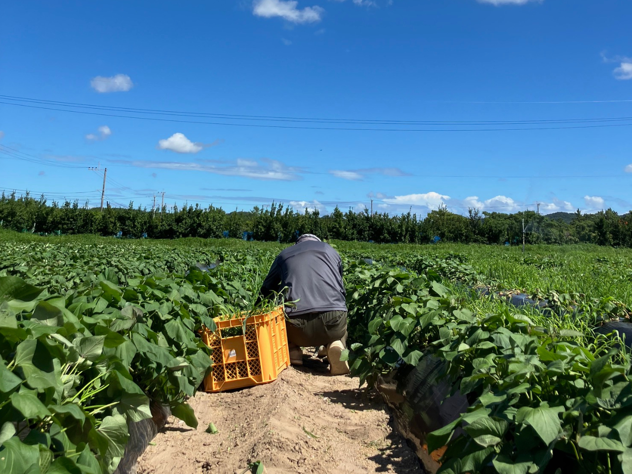 畝間が広いので、大人でも歩きやすい広さです。小さなお子様もしゃがみやすくなっております。
