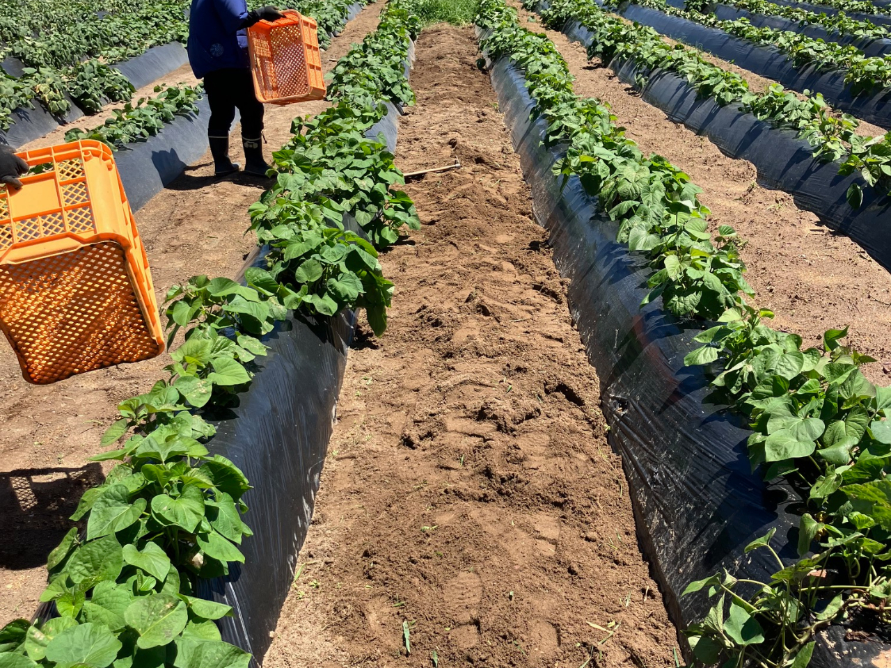 砂地なので、お芋が汚れにくく、小さなお子様でも収穫が簡単です。