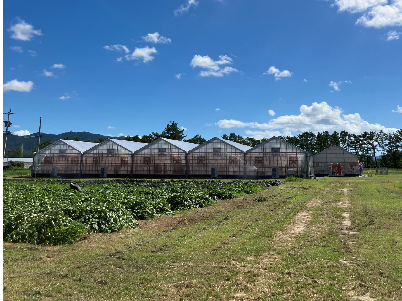 イチゴハウスの横にサツマイモ畑がございます。