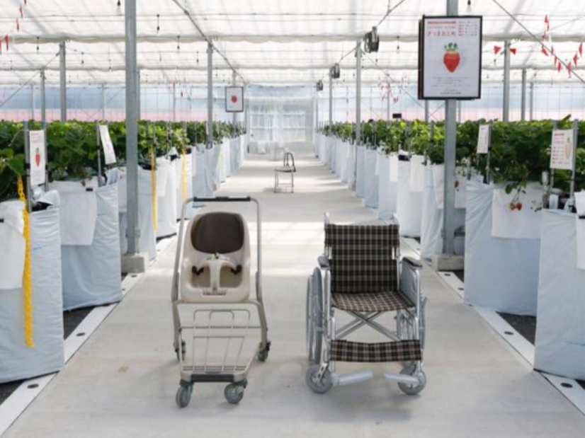 〇ベビーカー・車いすが通れる広々通路♪
〇多品種を完熟状態でお召し上がり頂けます♪
〇栽培担当者がおいしいと思う品種をたくさん植えてます♪
〇休日はいちごを使った飲食も提供いたします♪(別途料金)