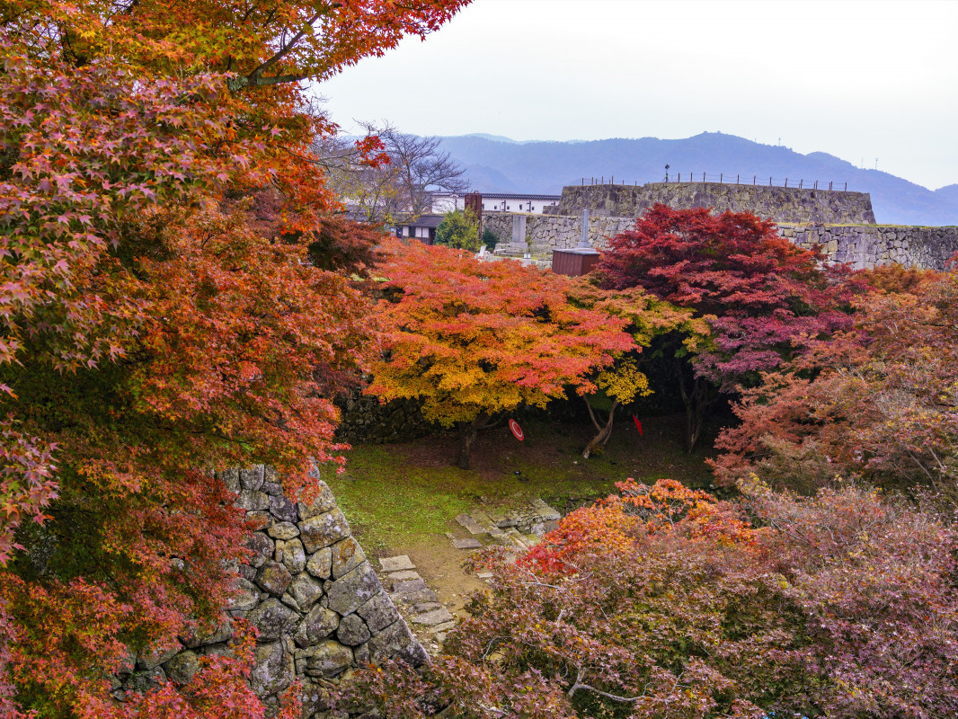 ○入園チケット○津山城～日本100名城・日本さくら名所100選♪～【岡山