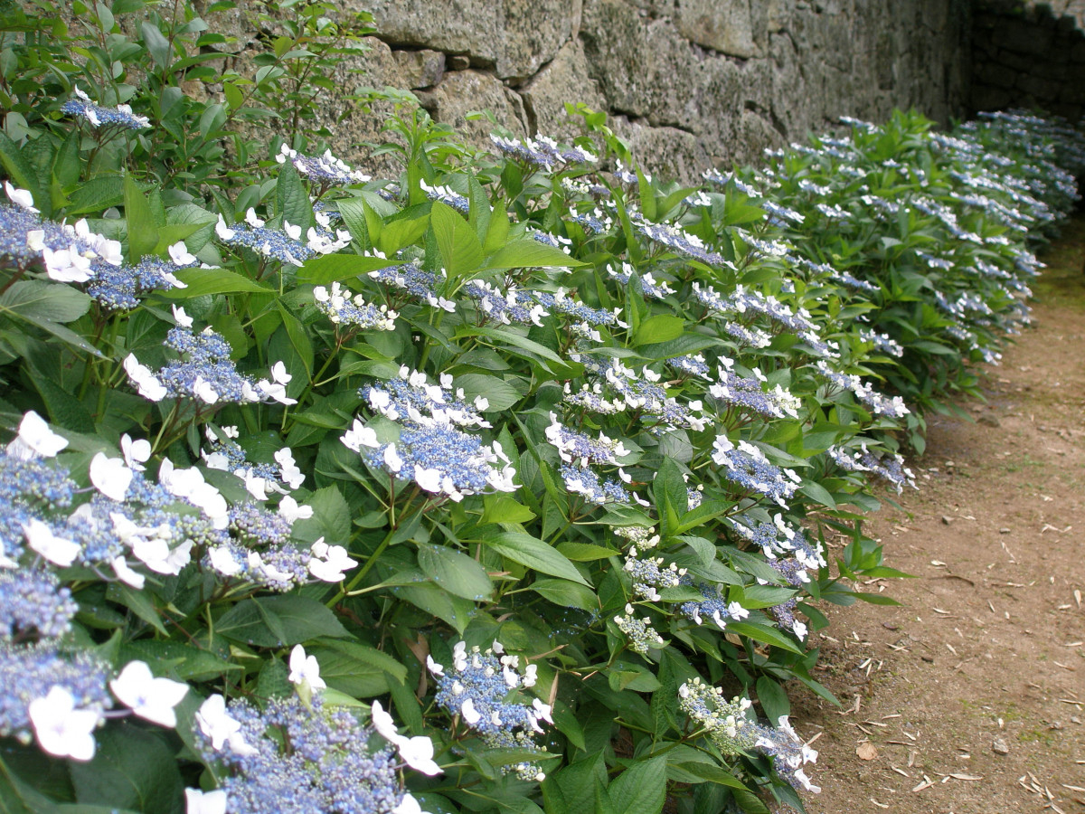 ○入園チケット○津山城～日本100名城・日本さくら名所100選♪～【岡山