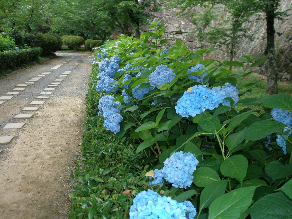○入園チケット○津山城～日本100名城・日本さくら名所100選♪～【岡山