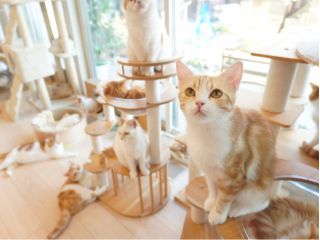 京都府木津川市にあるマンチカン専門の猫カフェです!