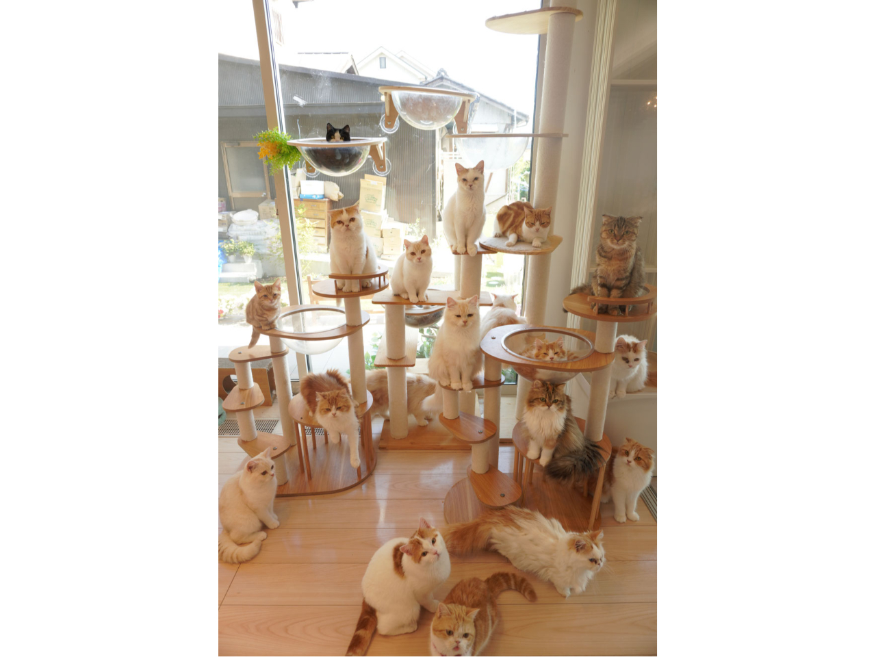 }`JʂāALD񂪈lłĂقƂvŉ^cĂ܂B