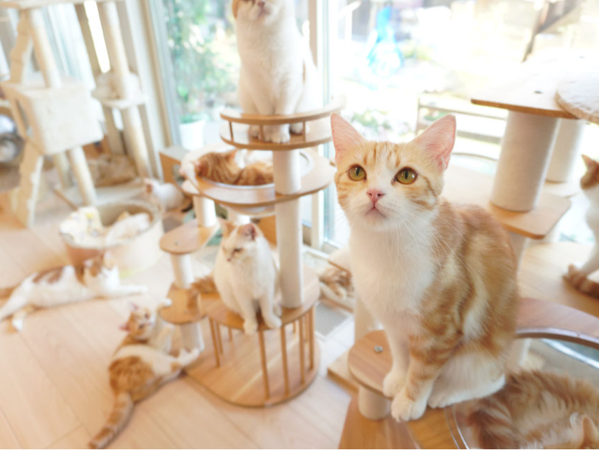 \赤ちゃんからOK!/ 【1時間体験プラン(猫じゃらし付き)】家族みんなで楽しめ...