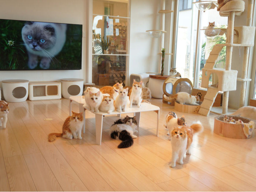 �}���`�J���̐��i�͎Ќ�I�ŁA���邭���C�ōD��S�����̗V�эD���ł��I