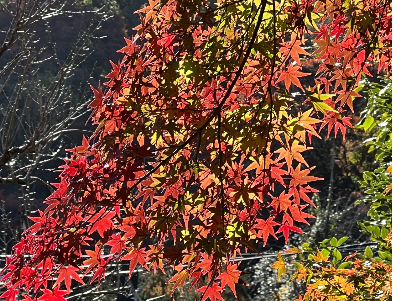 去年のもみじ、今年はどんな風になるかな? 是非、実際に来て鑑賞してみてください。