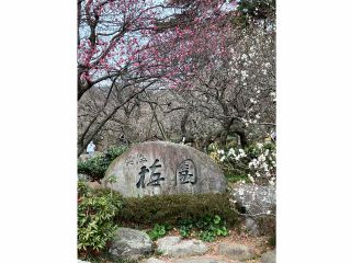 去年の梅、今年はどんな風になるかな? 是非、実際に来て鑑賞してみてください。