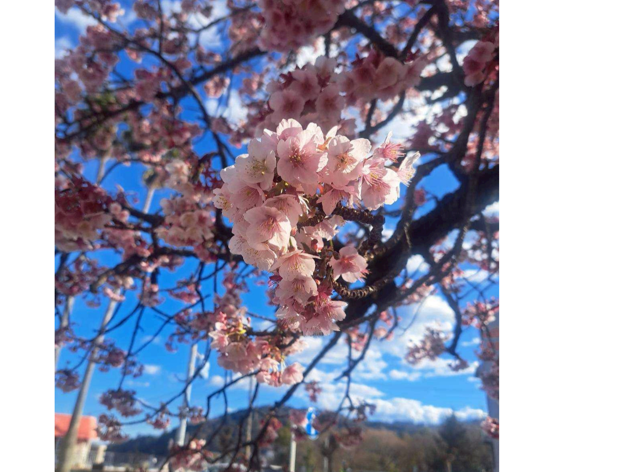 �f���|�C���g�܂�JOY�J�[�g�Ŋy�X�ړ��ł��܂��B