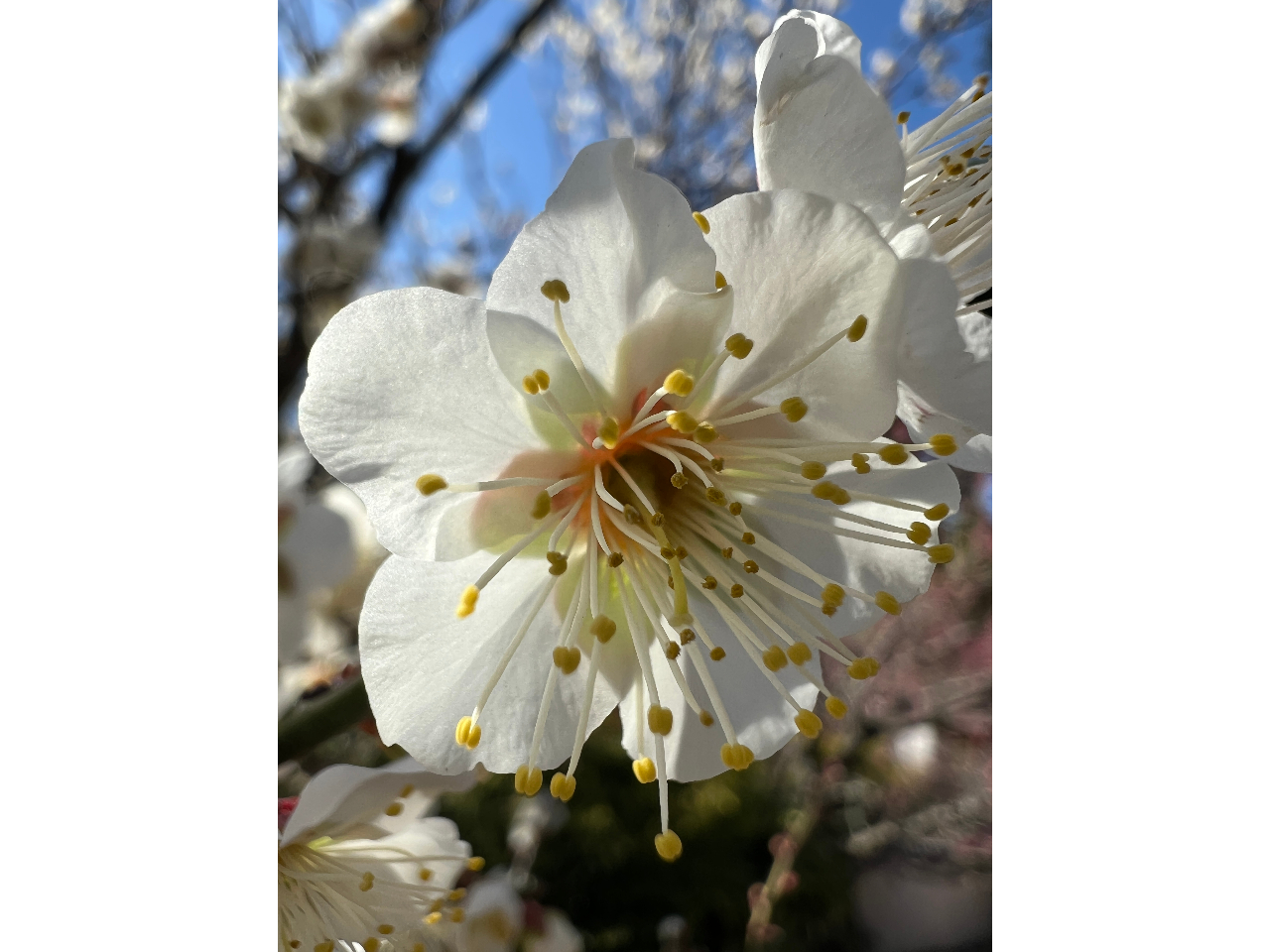 �f���|�C���g�܂�JOY�J�[�g�Ŋy�X�ړ��ł��܂��B