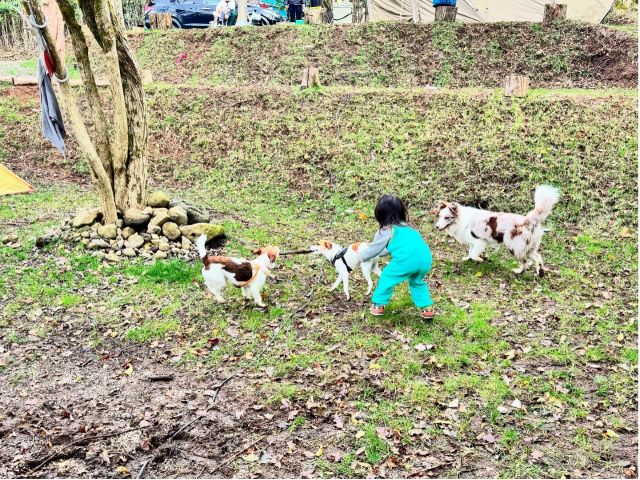 わんちゃんのお客様と看板犬デルタが遊んでいる様子です。敷地が広いの思う存分遊べます!