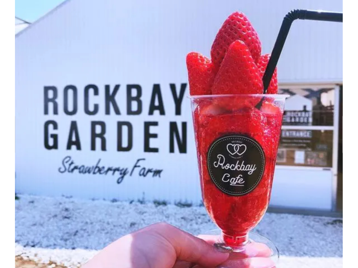 新鮮いちごの摘み取り＆お土産プラン＼滋賀県オリジナル品種「みお