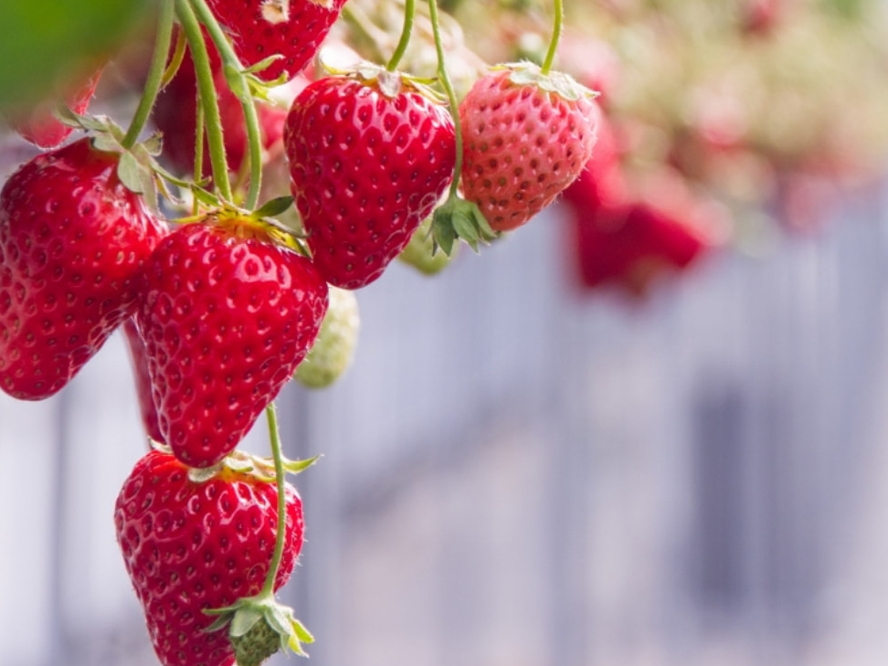 ���b�N�x�C�K�[�f���X�g���x���[�t�@�[��