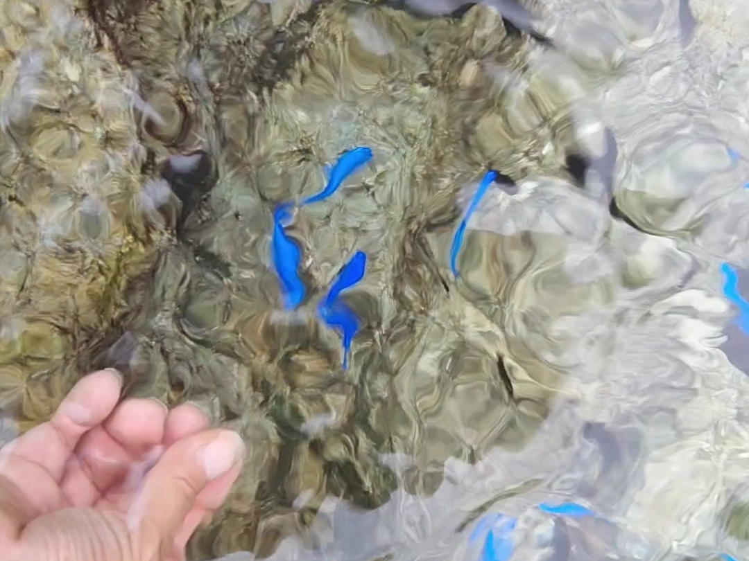 ���ʂ���ł�����Ȃɋ��B����R������I