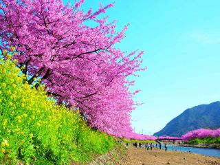 河津桜(イメージ)