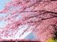 河津桜(イメージ)