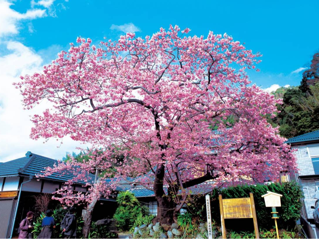 �͒Í��E���؁i�C���[�W�j