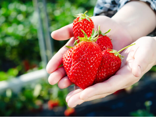 (Bコース)【熱海×日帰りバスツアー】河津桜まつりと江間いちご狩り(30分間食べ...