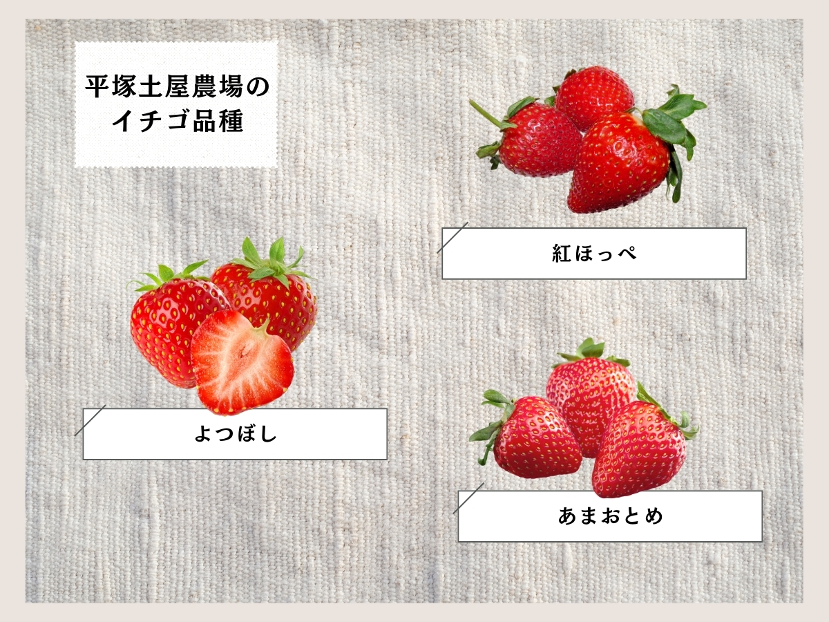 いちご様 確認用 いちご様 確認用 いちご様 いちご① いちごページ 椿 Buy