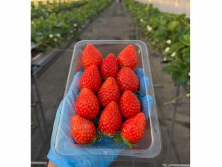 甘さとコクが自慢の冬の完熟いちご