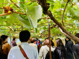 シャインマスカットは黄色みがあるもののほうが糖度が高く完熟に近いです。