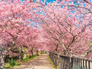 一足早く春を告げる濃いピンク色の河津桜