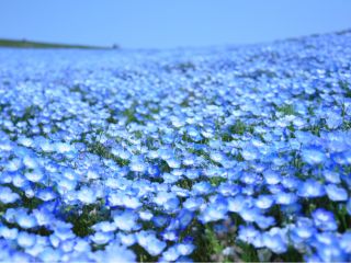 『国営ひたち海浜公園』でネモフィラ鑑賞 たっぷり120分