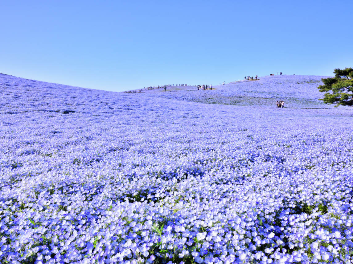 �w���c�Ђ����C�l�����x�Ńl���t�B���ӏ܁@�����Ղ�120��