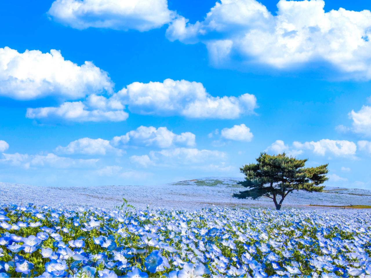 �w���c�Ђ����C�l�����x�Ńl���t�B���ӏ܁@�����Ղ�120��