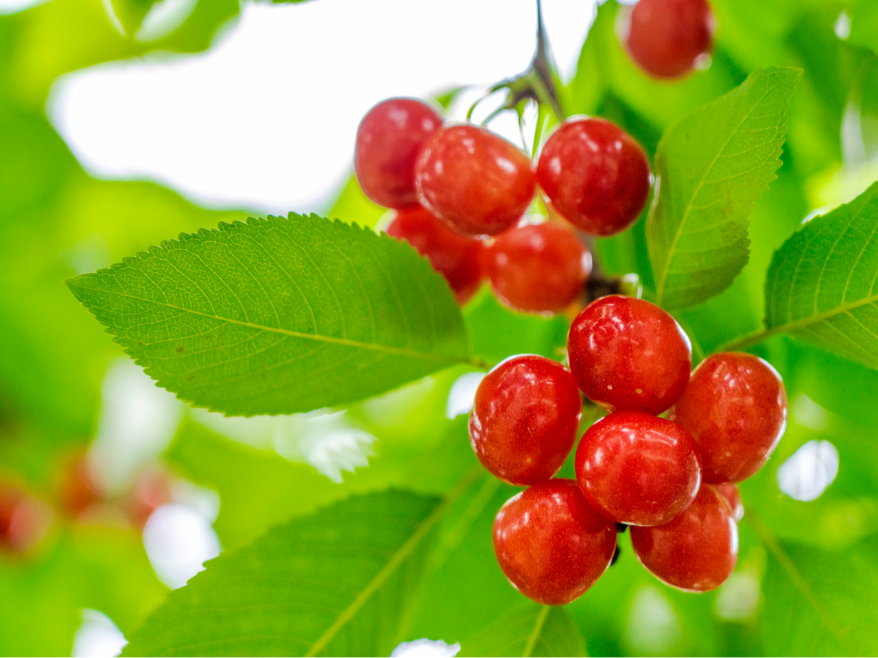 日本のトップブランド「佐藤錦」や「紅秀峰」を中心とした旬のさくらんぼを30分もぎ取りながら食べ放題でお楽しみいただきます。
