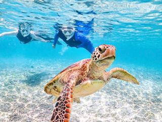 ウミガメとのベストショットを撮影しよう!