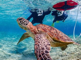 高性能水中カメラで撮影!ウミガメと一緒に写真を撮ろう!!