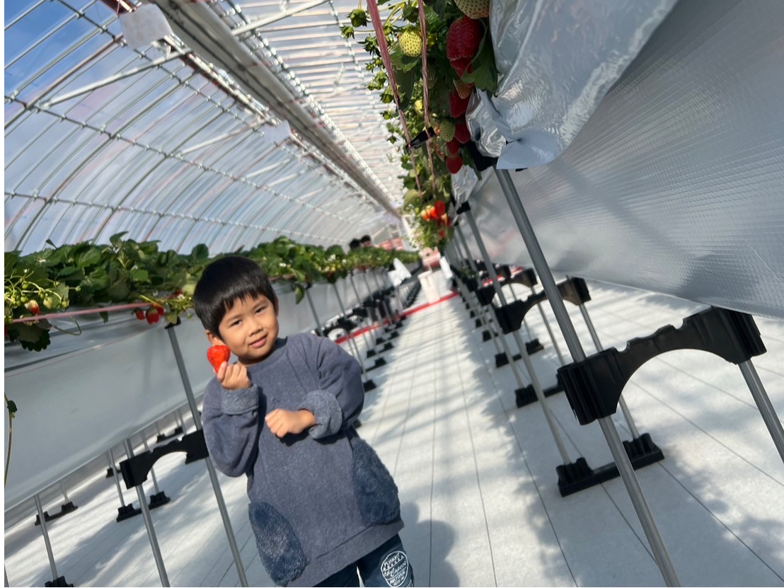 ≪岐阜・各務ヶ原×いちご狩り≫2024年12月New open！！珍しい白いちご