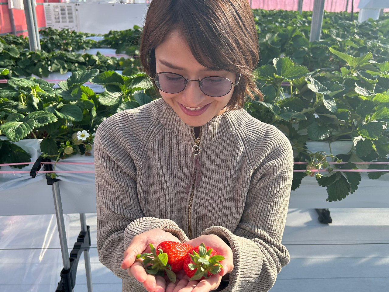 ≪岐阜・各務ヶ原×いちご狩り≫2024年12月New open！！珍しい白いちご