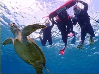 99%高確率でウミガメに遭遇!