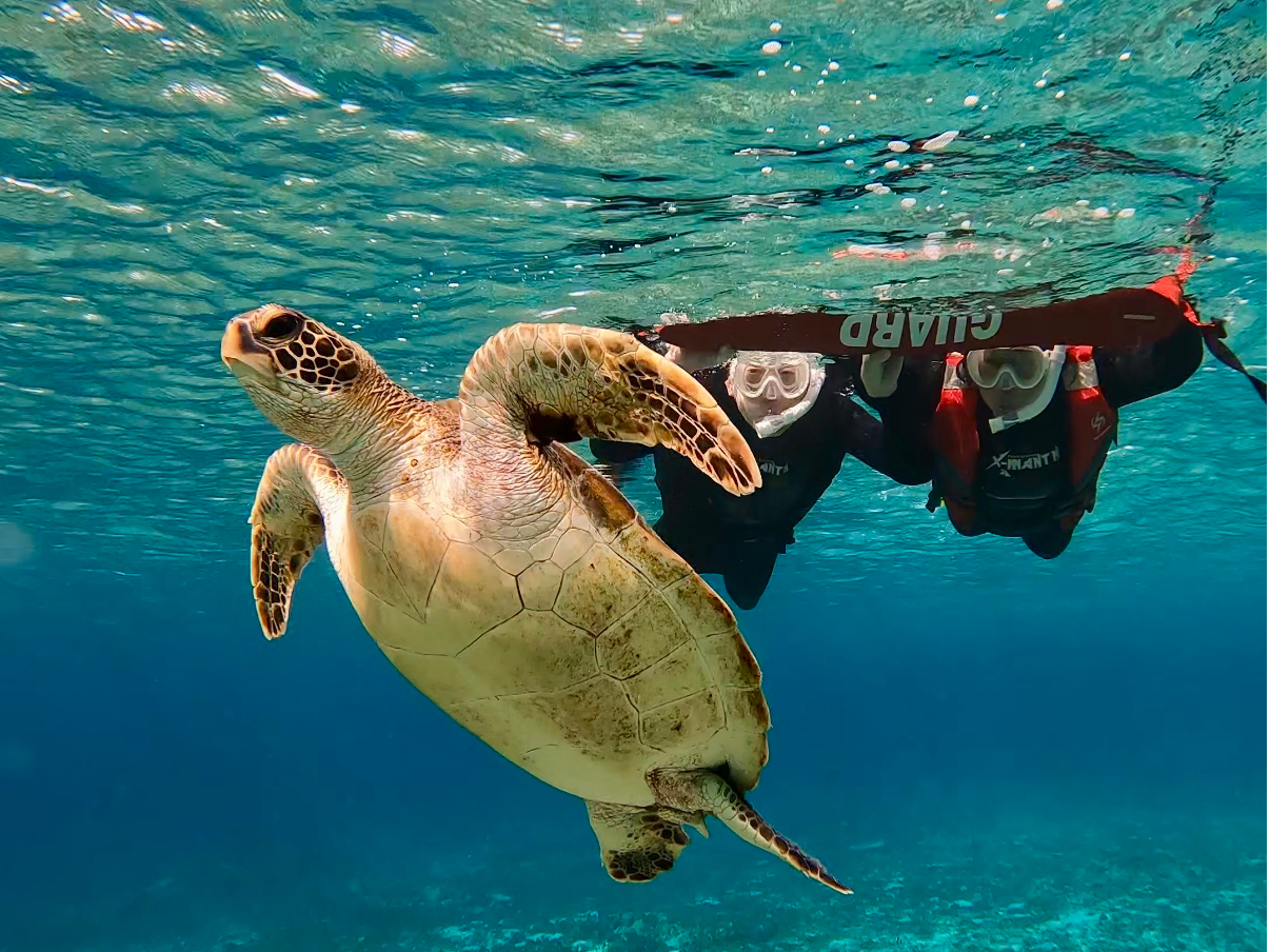 㔼̓E~KVm[POcA[I100%Ii݂؂cA[j