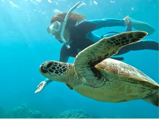 99%高確率でウミガメに遭遇!最新GoProでプロが撮影&無料プレゼント!