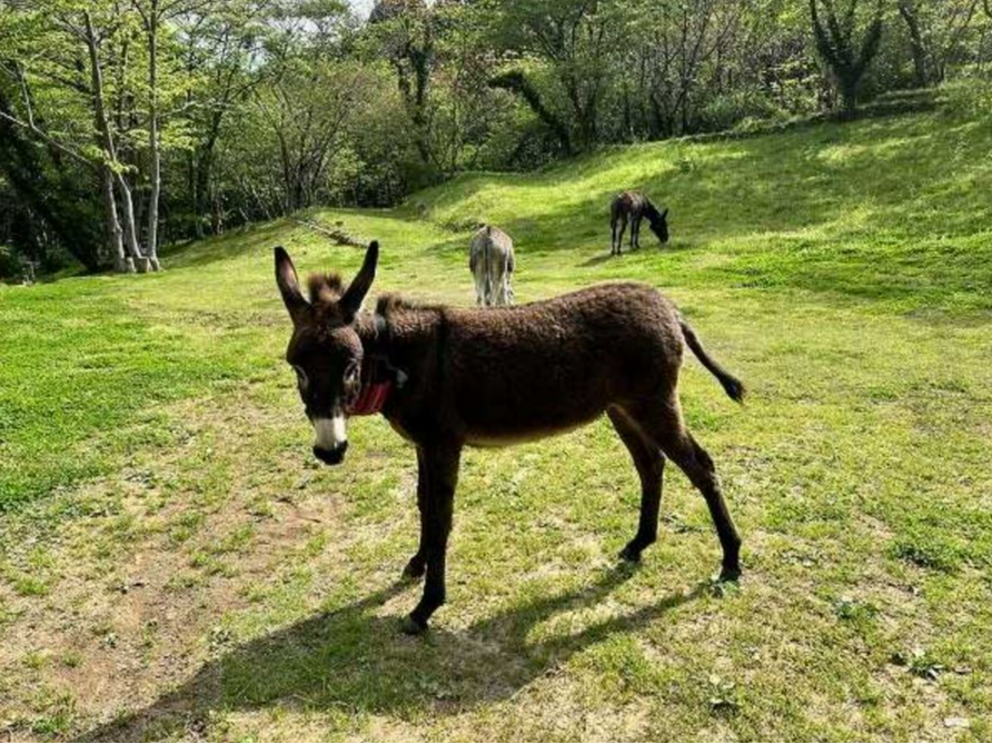 ���o�̃s�J�\�ł��I