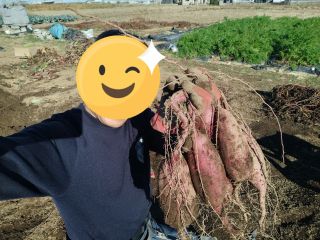 さつまいも収穫!大きい芋がたくさん採れました!