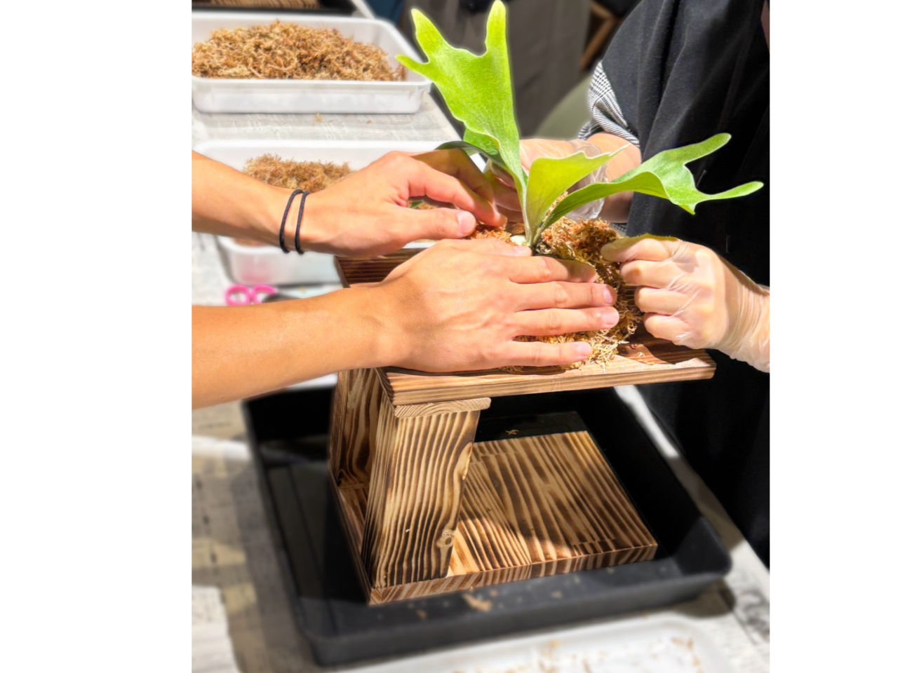 ビカクシダ板付体験】 ほんまちホテル内でたくさんの植物に囲まれ