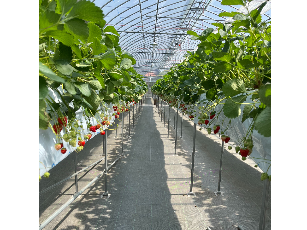 【4/8~5/6】★2025年open★ 【いちご狩り】最大4種類のいちご30分...