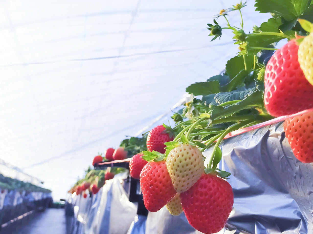 ���ݍ͔|�Ɠy�k�͔|�̗�������܂�!